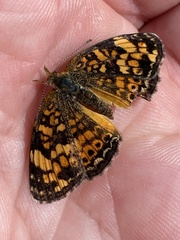 Phyciodes tharos orantain