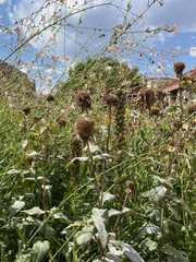 Monarda fistulosa