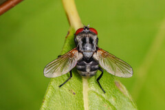 Gymnoclytia