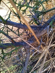 Colletia spinosissima