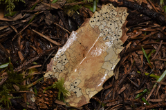 Coccomyces dentatus