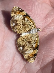 Phyciodes tharos orantain