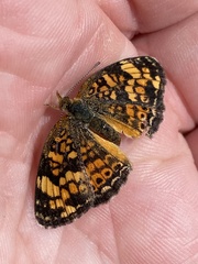 Phyciodes tharos orantain