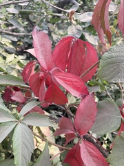 Parthenocissus quinquefolia