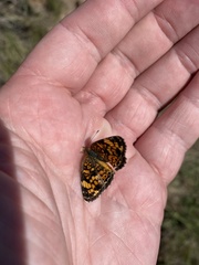 Phyciodes tharos orantain