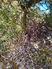 Colletia spinosissima