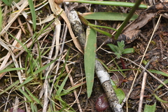 Anthoxanthum odoratum