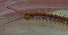 Lithobius melanops
