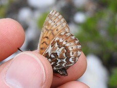 Boloria polaris