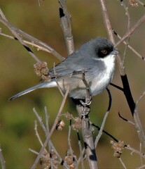 Microspingus melanoleucus