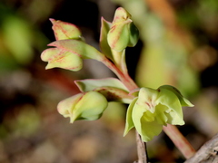 Pterygodium catholicum
