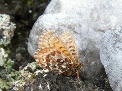 Boloria polaris