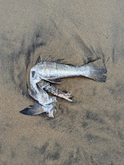 Menticirrhus undulatus