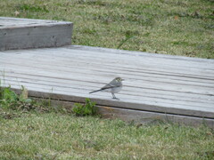 Motacilla alba