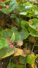 Maianthemum dilatatum