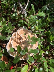 Hydnellum aurantiacum