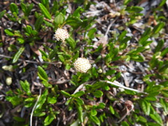 Antennaria monocephala