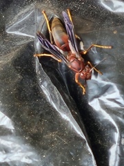 Polistes rubiginosus