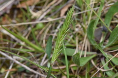 Anthoxanthum odoratum