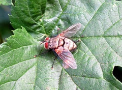Senometopia pollinosa