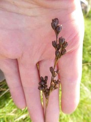 Juncus squarrosus