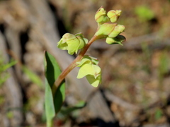 Pterygodium catholicum