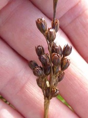Juncus squarrosus