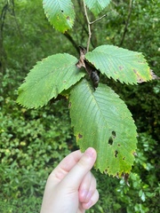 Ulmus