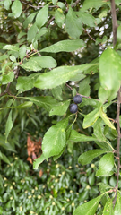 Prunus spinosa