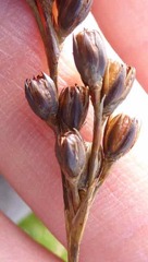 Juncus squarrosus