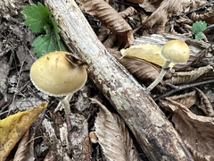 Leratiomyces squamosus