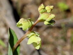 Pterygodium catholicum