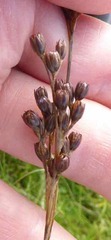 Juncus squarrosus