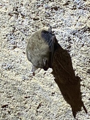 Perimyotis subflavus