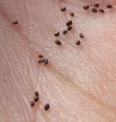 Juncus squarrosus