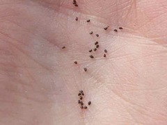 Juncus squarrosus