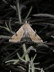 Heliothis