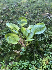 Smilax ecirrhata