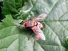 Senometopia pollinosa