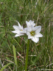 Tristagma bivalve