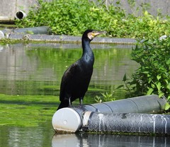 Phalacrocorax carbo