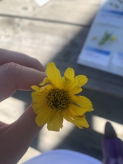 Helianthus mollis