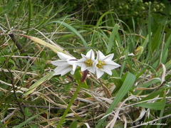 Tristagma bivalve