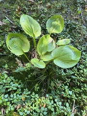 Smilax ecirrhata