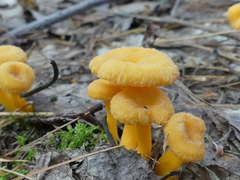 Craterellus ignicolor
