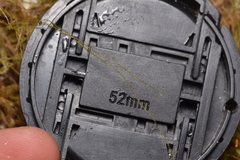 Pseudisothecium stoloniferum