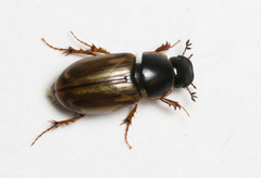 Melinopterus prodromus