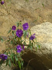 Tibouchina