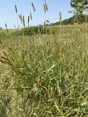 Setaria pumila