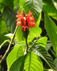 Pachystachys coccinea